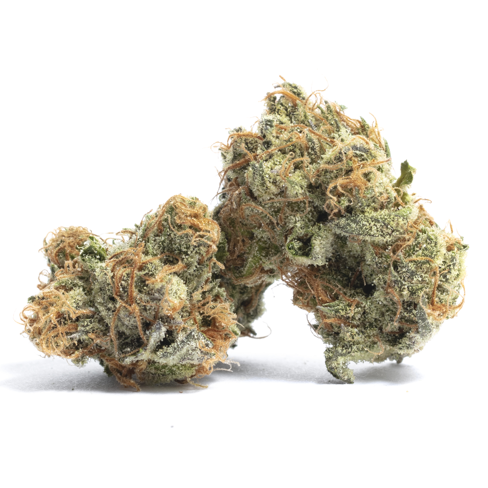 Gelato 41