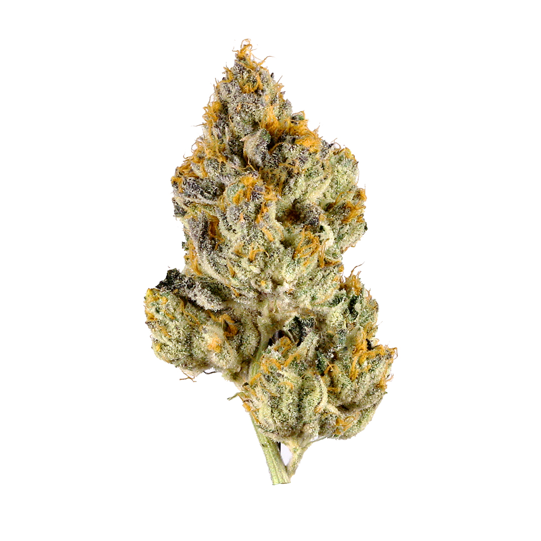 King Louie Xiii